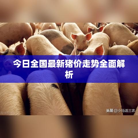 今日全国最新猪价走势全面解析