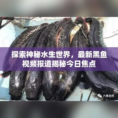 探索神秘水生世界，最新黑鱼视频报道揭秘今日焦点