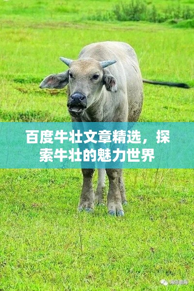 百度牛壮文章精选，探索牛壮的魅力世界