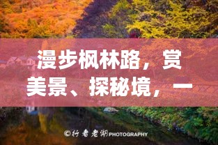 漫步枫林路，赏美景、探秘境，一站式旅游攻略！
