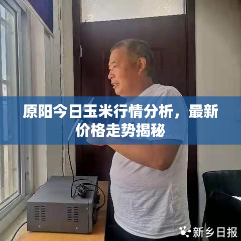 原阳今日玉米行情分析，最新价格走势揭秘