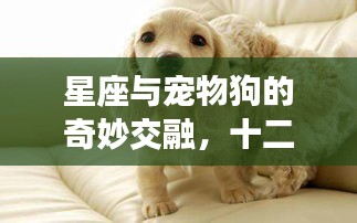 星座与宠物狗的奇妙交融，十二星座专属犬类全解析