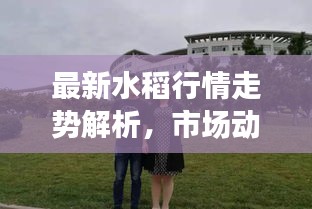 最新水稻行情走势解析，市场动态一网打尽