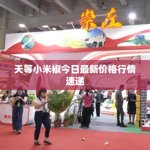 天等小米椒今日最新价格行情速递