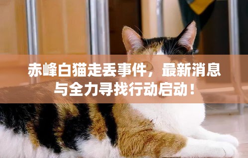 赤峰白猫走丢事件，最新消息与全力寻找行动启动！