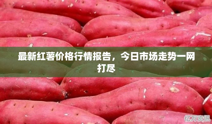 最新红薯价格行情报告，今日市场走势一网打尽
