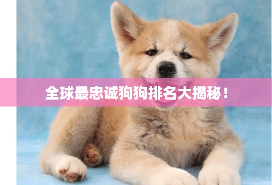 全球最忠诚狗狗排名大揭秘！