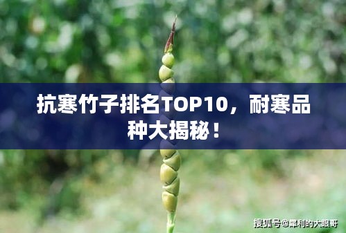 抗寒竹子排名TOP10，耐寒品种大揭秘！