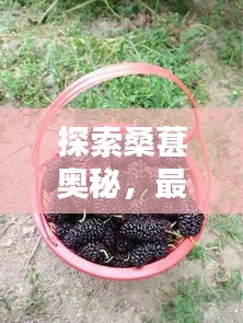 探索桑葚奥秘，最新桑葚视频发布