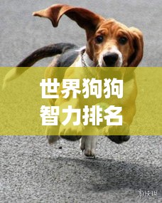 世界狗狗智力排名揭秘，犬类智慧TOP榜单