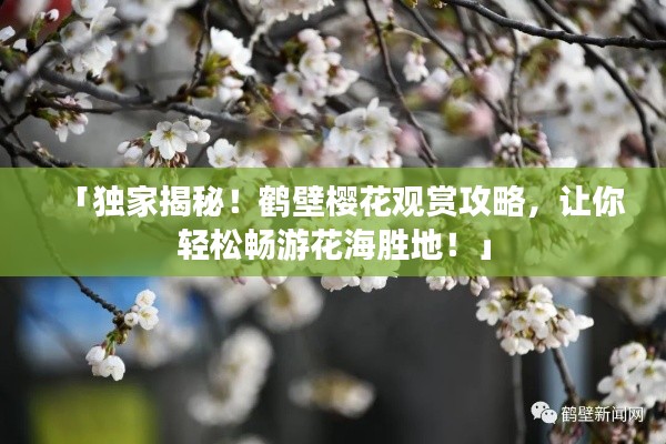 「独家揭秘！鹤壁樱花观赏攻略，让你轻松畅游花海胜地！」