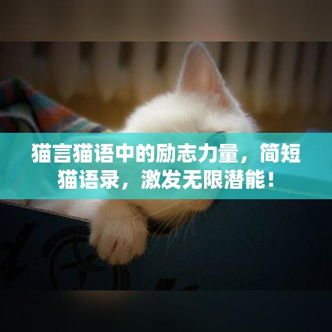 猫言猫语中的励志力量，简短猫语录，激发无限潜能！