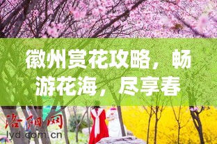 徽州赏花攻略，畅游花海，尽享春光之美