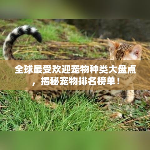 全球最受欢迎宠物种类大盘点，揭秘宠物排名榜单！