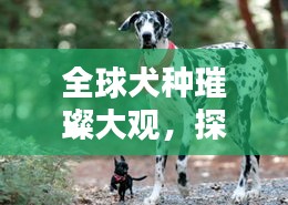 全球犬种璀璨大观，探索犬类世界的排名珍宝