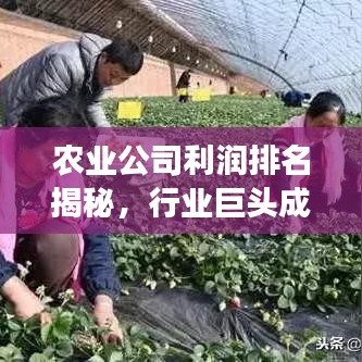 农业公司利润排名揭秘，行业巨头成功秘诀大揭秘！