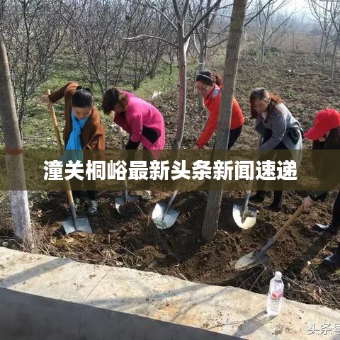 潼关桐峪最新头条新闻速递