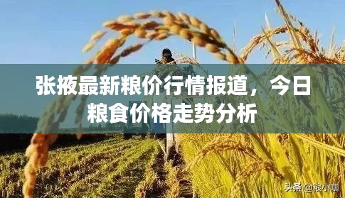 张掖最新粮价行情报道，今日粮食价格走势分析