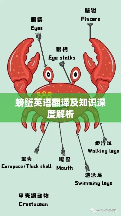螃蟹英语翻译及知识深度解析