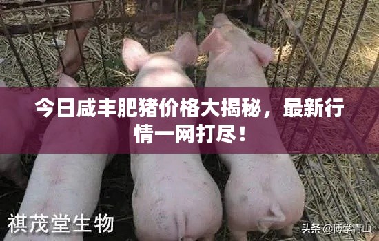 今日咸丰肥猪价格大揭秘，最新行情一网打尽！