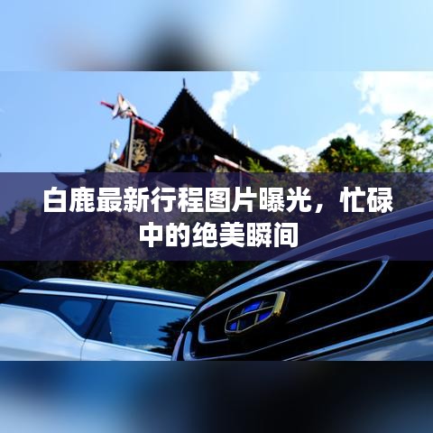 白鹿最新行程图片曝光，忙碌中的绝美瞬间