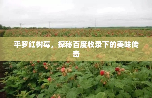 平罗红树莓，探秘百度收录下的美味传奇