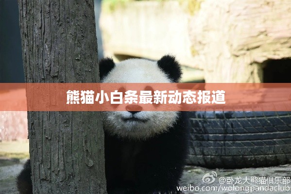 熊猫小白条最新动态报道