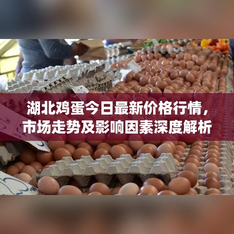 湖北鸡蛋今日最新价格行情，市场走势及影响因素深度解析