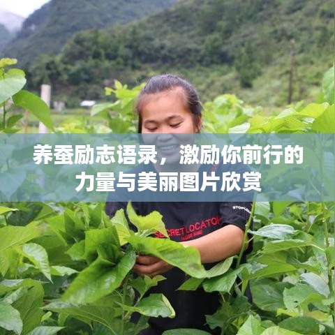 养蚕励志语录，激励你前行的力量与美丽图片欣赏
