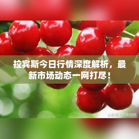 拉宾斯今日行情深度解析，最新市场动态一网打尽！