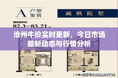 沧州牛价实时更新，今日市场最新动态与行情分析