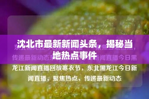 沈北市最新新闻头条，揭秘当地热点事件