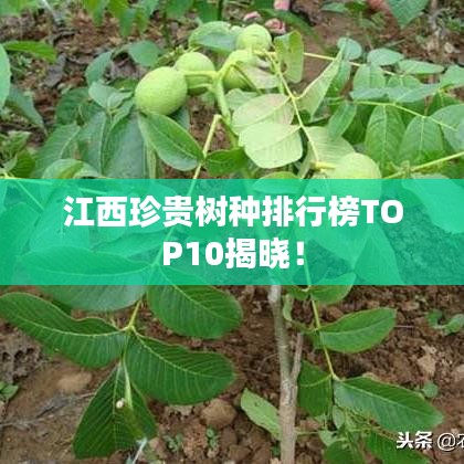 江西珍贵树种排行榜TOP10揭晓！