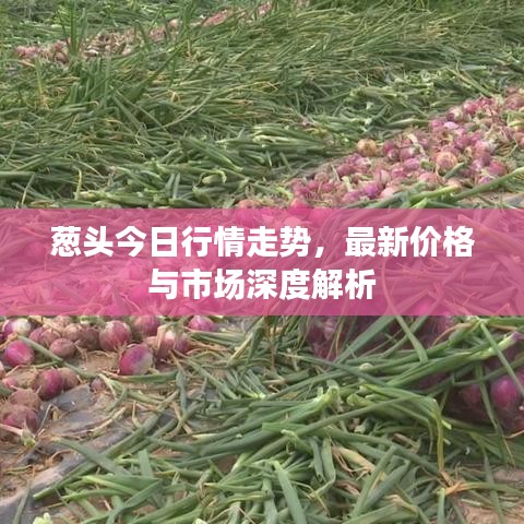 葱头今日行情走势，最新价格与市场深度解析
