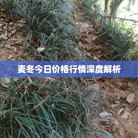 麦冬今日价格行情深度解析
