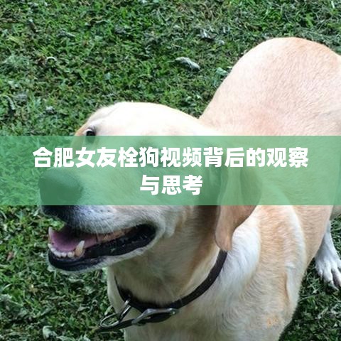 合肥女友栓狗视频背后的观察与思考