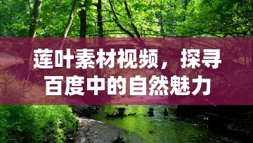 莲叶素材视频，探寻百度中的自然魅力