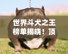 世界斗犬之王榜单揭晓！顶级犬种激烈比拼，谁登榜首？