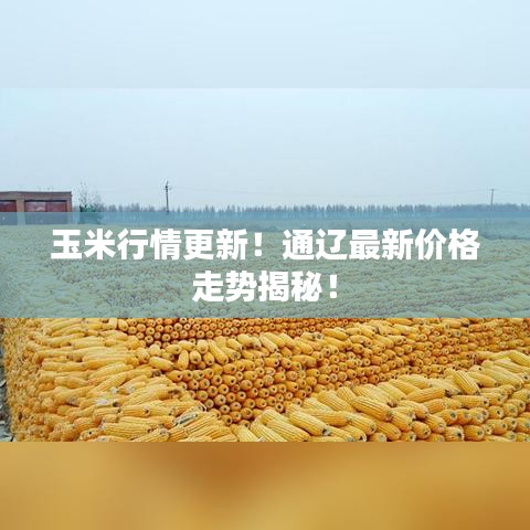 玉米行情更新！通辽最新价格走势揭秘！
