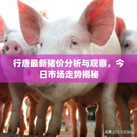 行唐最新猪价分析与观察，今日市场走势揭秘