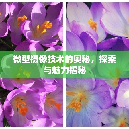 微型摄像技术的奥秘，探索与魅力揭秘