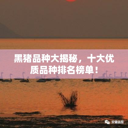 黑猪品种大揭秘，十大优质品种排名榜单！