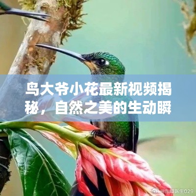 鸟大爷小花最新视频揭秘，自然之美的生动瞬间！