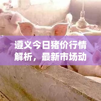 遵义今日猪价行情解析，最新市场动态，掌握最新动态！