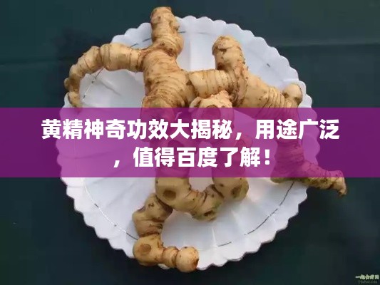 黄精神奇功效大揭秘，用途广泛，值得百度了解！