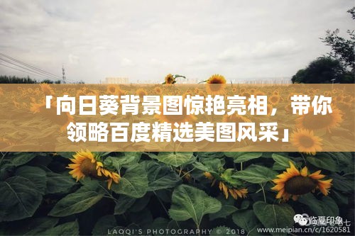 「向日葵背景图惊艳亮相，带你领略百度精选美图风采」