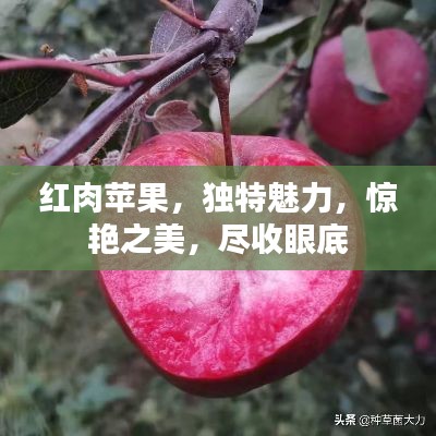 红肉苹果，独特魅力，惊艳之美，尽收眼底