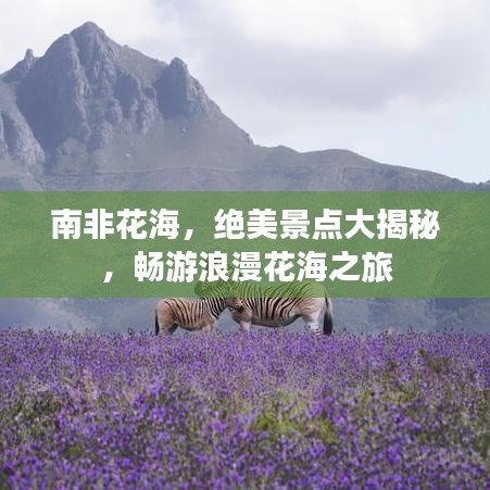 南非花海，绝美景点大揭秘，畅游浪漫花海之旅