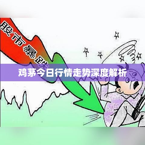 鸡茅今日行情走势深度解析