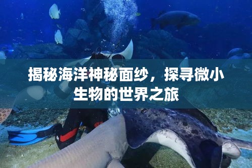 揭秘海洋神秘面纱，探寻微小生物的世界之旅